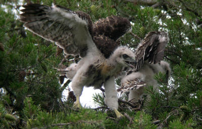 Larger chick prepares to jump from nest