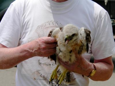 Kent holding smaller chick