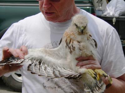 Examining smaller chick