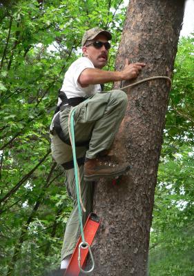 Jeff descending nest tree