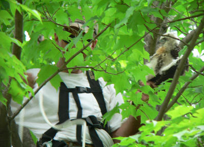 Jeff retrieving larger chick from maple into which it had fallen