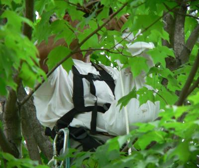 Placing chick in bag