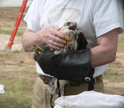 Kent holding larger chick