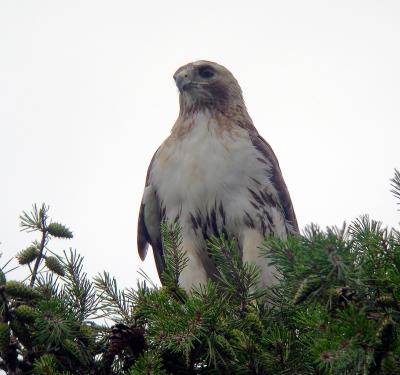 Female adult after chicks departed for the Raptor Conservancy of Virginia