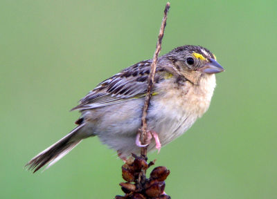 Grasshopper Sparrows