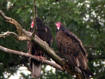Turkey Vultures