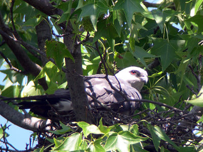 Adult sitting on eggs