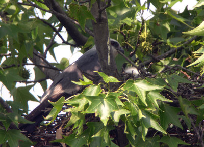Crown of chick's head beginning to show in nest