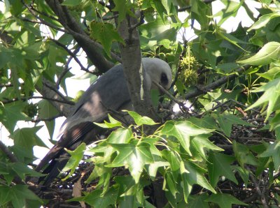 Adult tending to chick