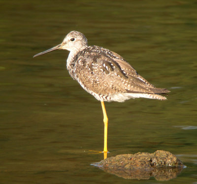 Greater Yellowlegs