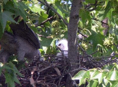 Adult returning to nest