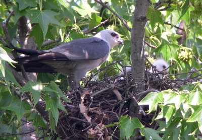 Adult with chick