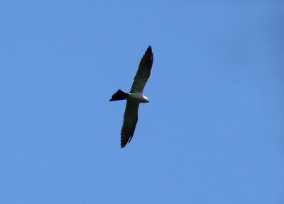 Adult soaring over nest