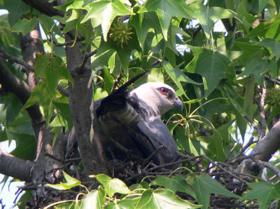 Adult displaying tail and undertail coverts