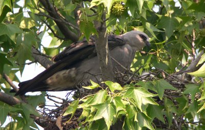 Adult revealing markings on undertail coverts