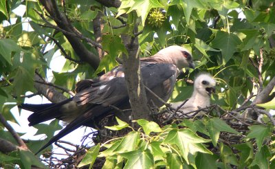 Parent appears aware of chick's distress