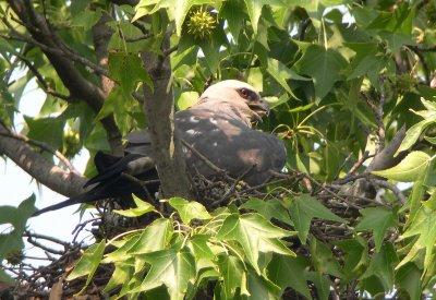 Adult keeps wings partially extended to shield chick from sun
