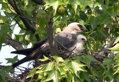 Chick out in the sun again as tempteratures rise to expected 97 degrees