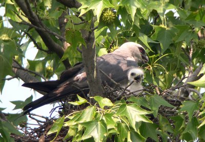 Chick appears watchful for other parent as temperature continues to rise