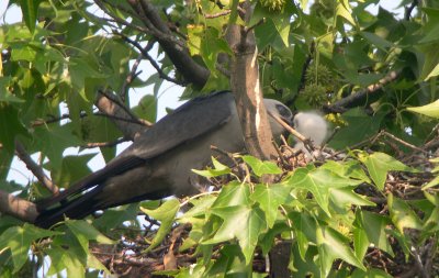 Adult feeding chick