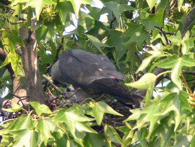 Adult feeding chick