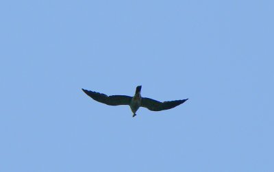 In flight over nest with prey