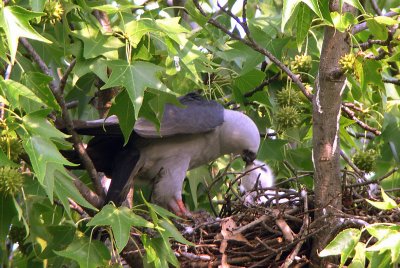 Adult feeding a bird to chick