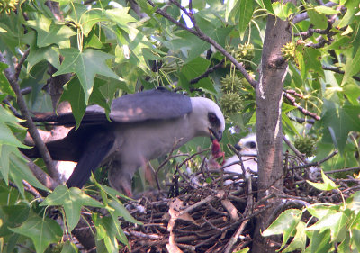 Adult feeding a bird to chick