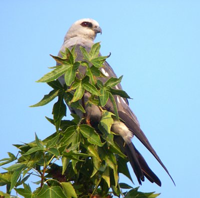 Adult perched in tallest branch of tree with nest