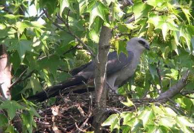 Adult at nest
