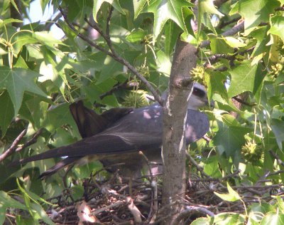 Adult with dropped wing?