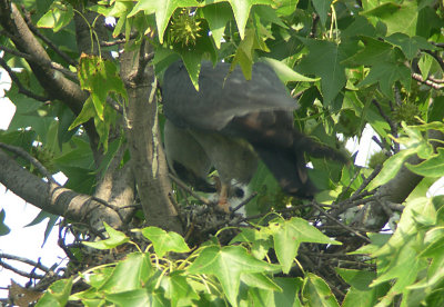 Adult feeding chick a cicada