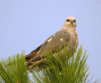 Adult resting in nearby pine tree