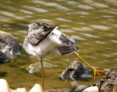 Greater Yellowlegs