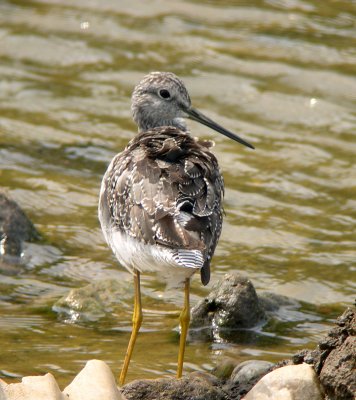 Greater Yellowlegs