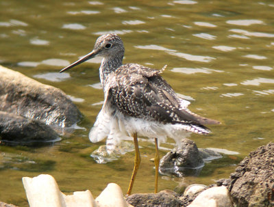Greater Yellowlegs