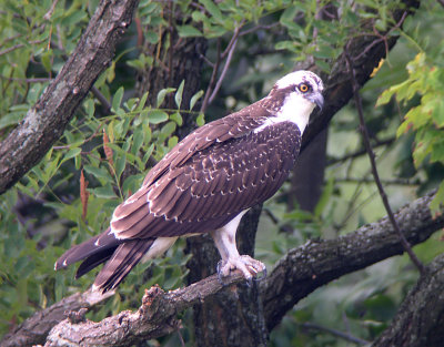 Probably the same young Osprey photographed along Cameron Run about a month earlier.