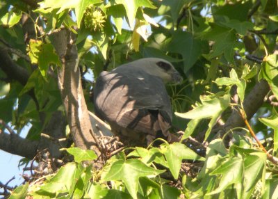 Adult with food at nest