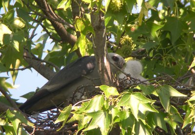 Another meal, a big one, brought by male parent