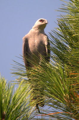 Adult standing watch in nearby pine tree
