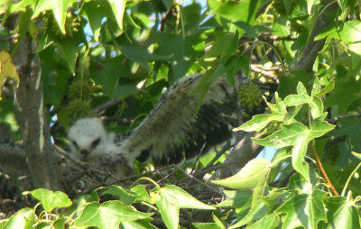 Chick extending wing