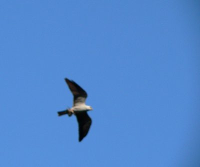 Blurry, but showing kite with bird in talons