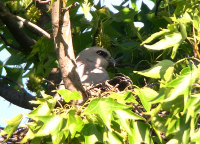 Adult with chick in the nest at 7:45 AM