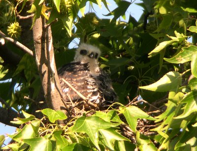 Chick becoming active in the nest