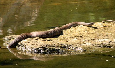 Northern water snake