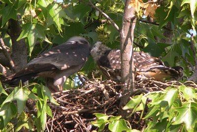 Parent still feeds when prey is a small bird