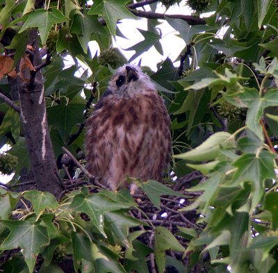 Chick never vocalizes, contrary to what this photo seems to show
