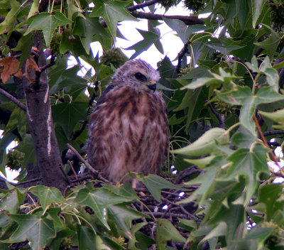 Chick appearing extremely alert and curious, looking in all directions