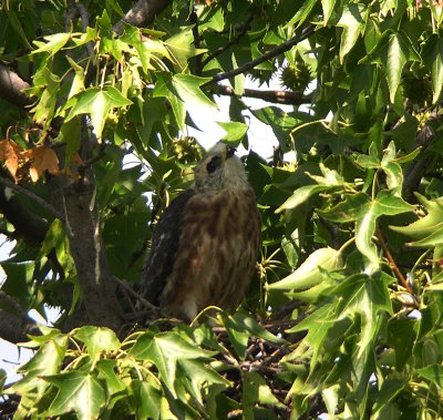 Watching everything flying overhead