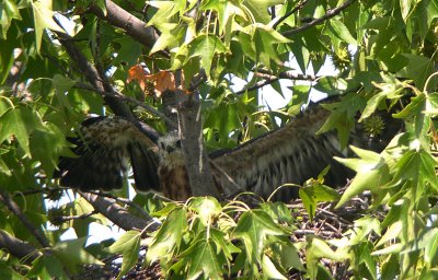 How would a sibling ever fit in this nest?